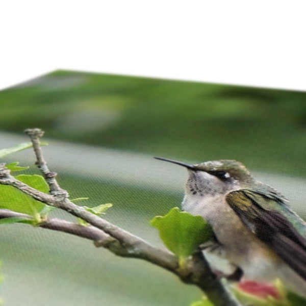 Hummingbird Buds Canvas