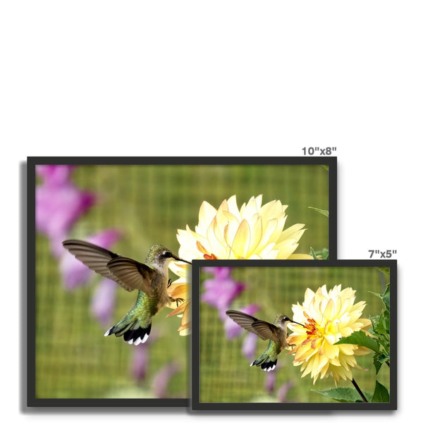 Flower Flame Hummingbird Framed Photo Tile