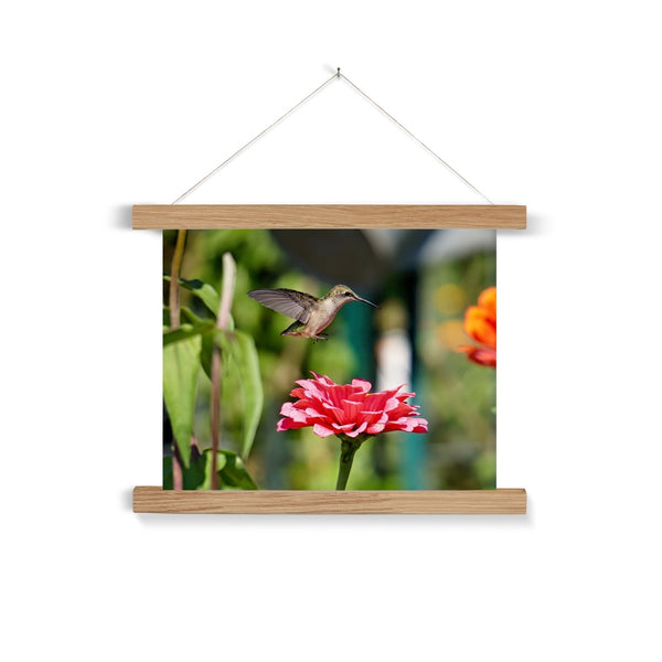 Hummingbird Hop Fine Art Print with Hanger