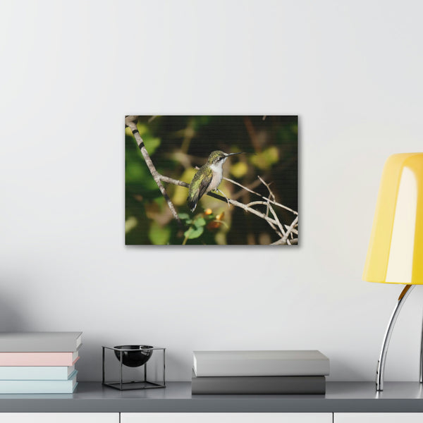 Tasting the Air Hummingbird Canvas Stretched, 0.75"