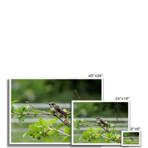 Hummingbird Buds Framed Print