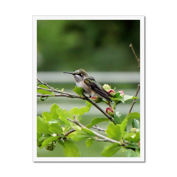 Hummingbird Buds Framed Print