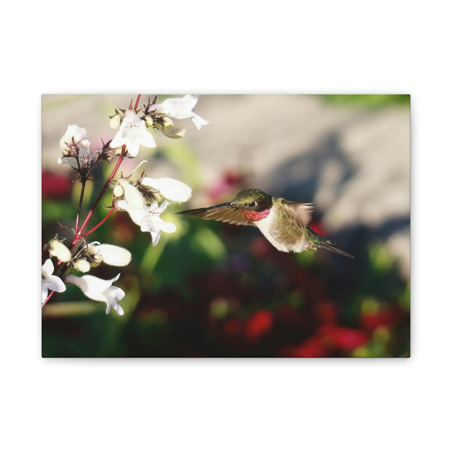 Hummingbird True Ruby Canvas Stretched, 0.75"