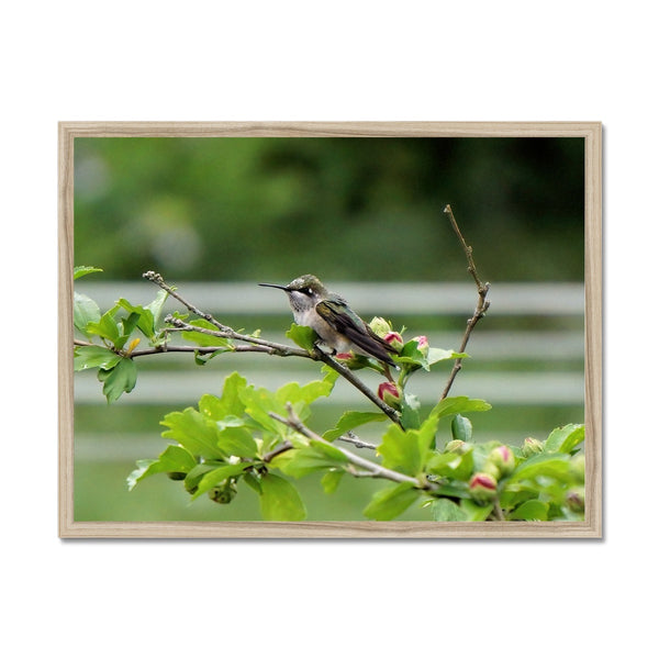 Hummingbird Buds Framed Print