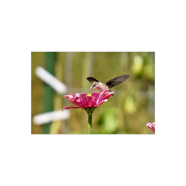Hummingbird Hug Temporary Tattoo