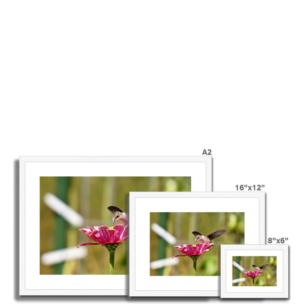 Hummingbird Hug Framed & Mounted Print