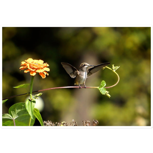 Hummingbird Stretch Sticker