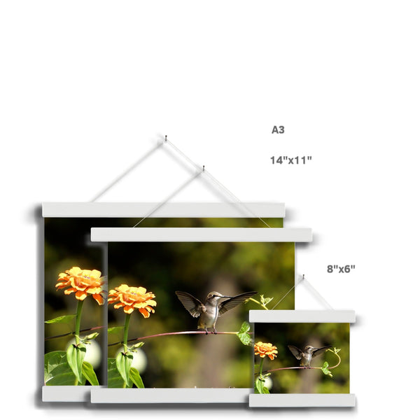 Hummingbird Stretch Fine Art Print with Hanger
