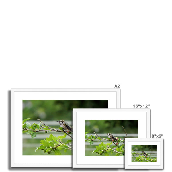 Hummingbird Buds Framed & Mounted Print