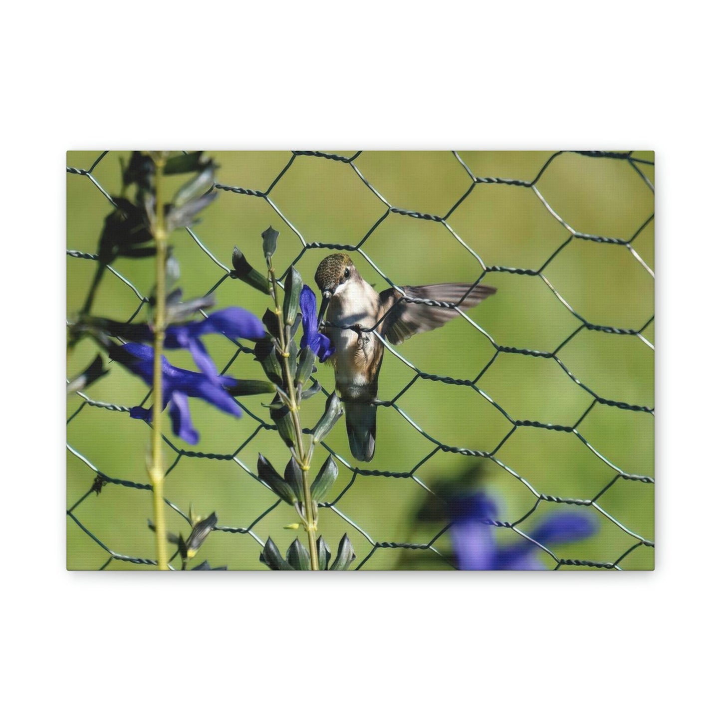 On the Fence Canvas Stretched, 0.75"