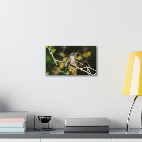 Tasting the Air Hummingbird Canvas Stretched, 0.75"