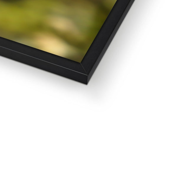 Hummingbird Stretch Framed Print