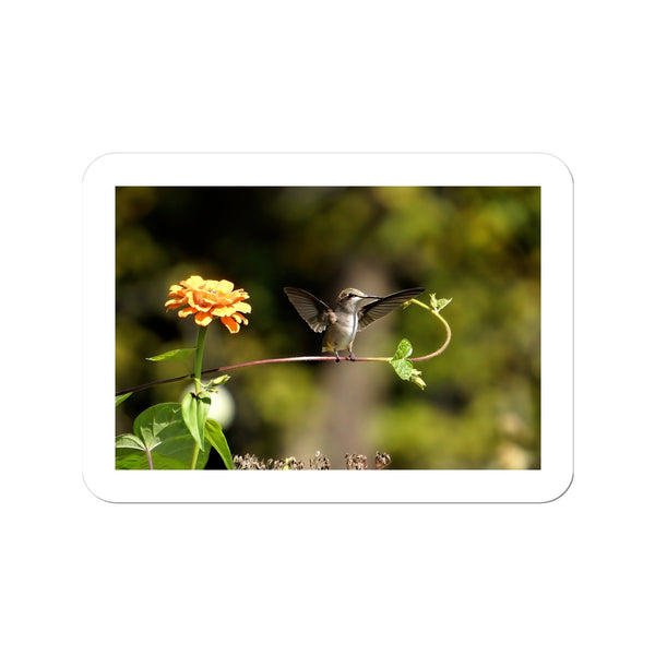 Hummingbird Stretch Sticker