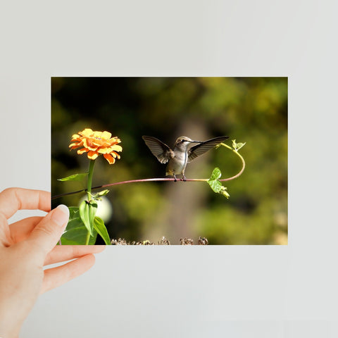Hummingbird Stretch Classic Postcard
