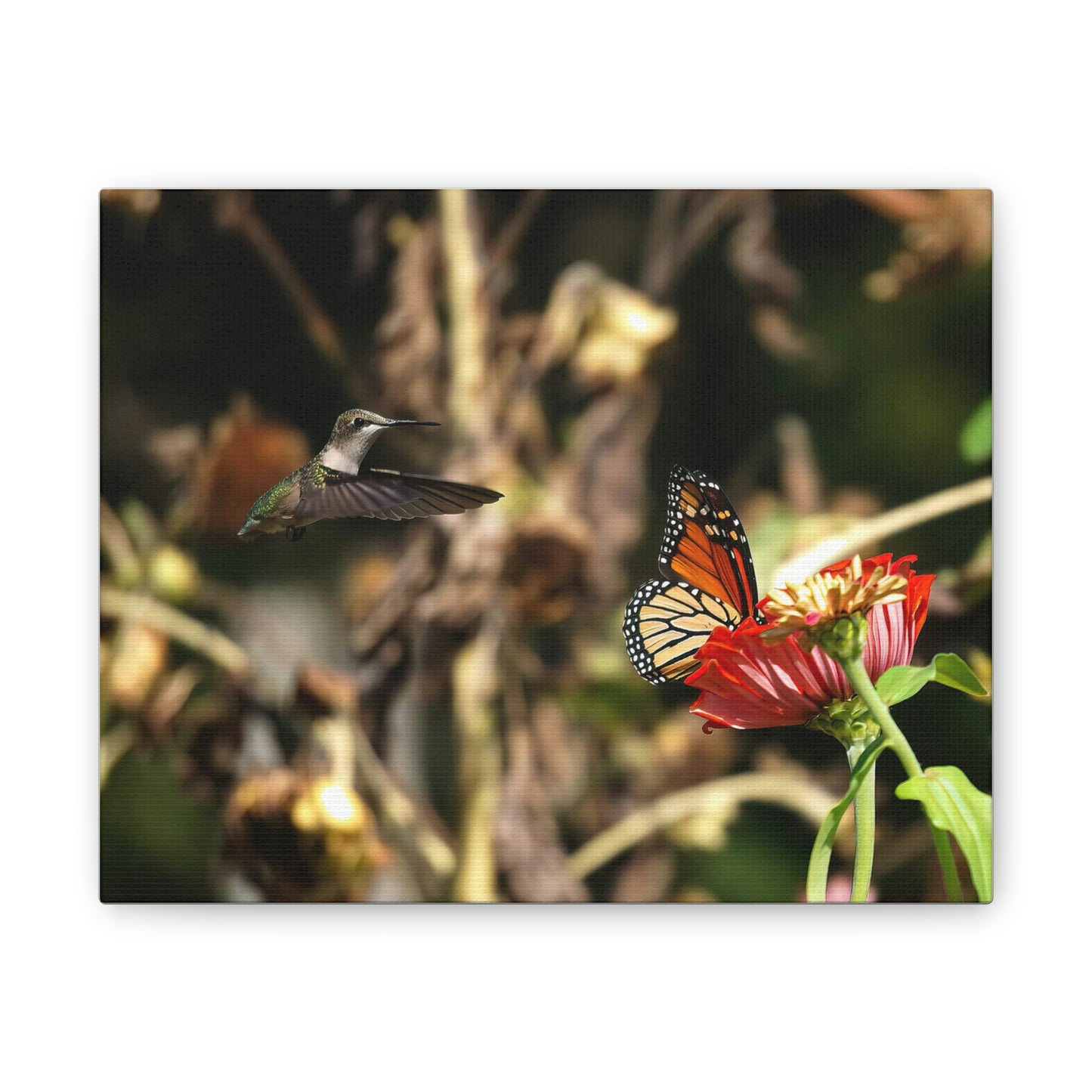 Hummingbird Monarch Canvas Stretched, 0.75"