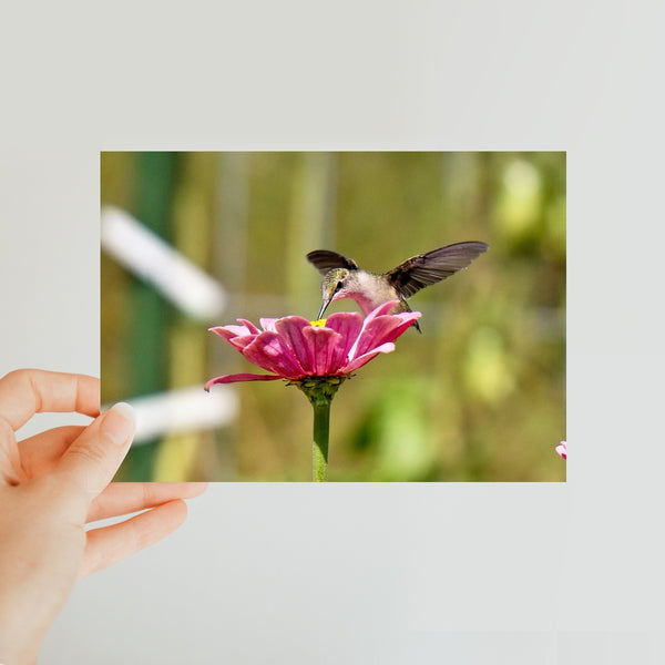 Hummingbird Hug Classic Postcard