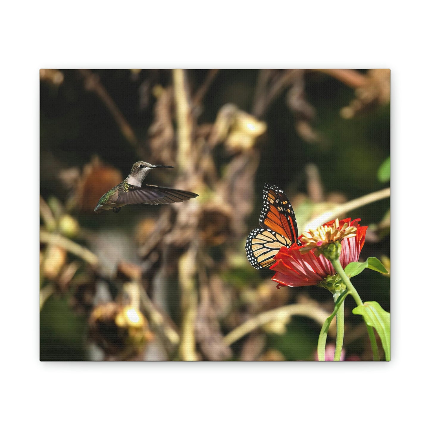 Hummingbird Monarch Canvas Stretched, 0.75"