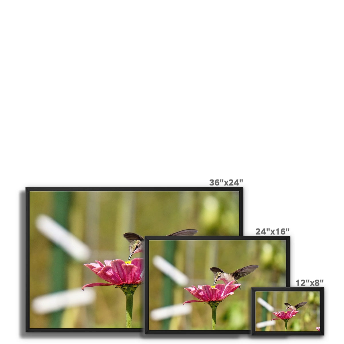Hummingbird Hug Framed Canvas