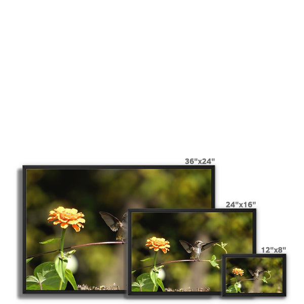 Hummingbird Stretch Framed Canvas