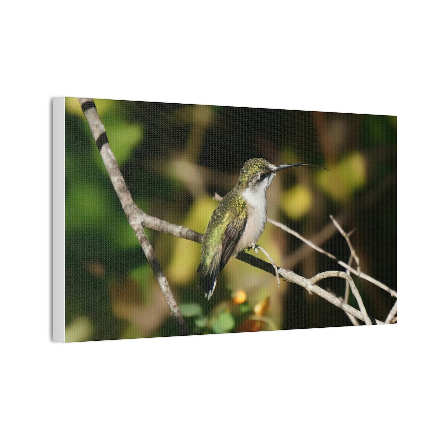 Tasting the Air Hummingbird Canvas Stretched, 0.75"