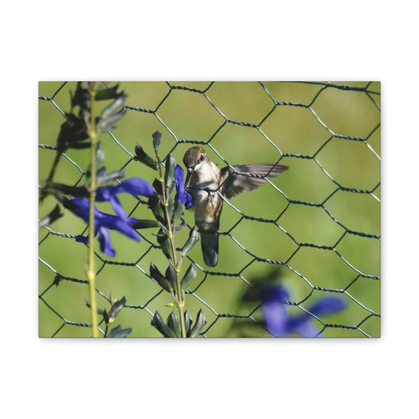 Fence Feeder Hummingbird Canvas Stretched, 0.75"