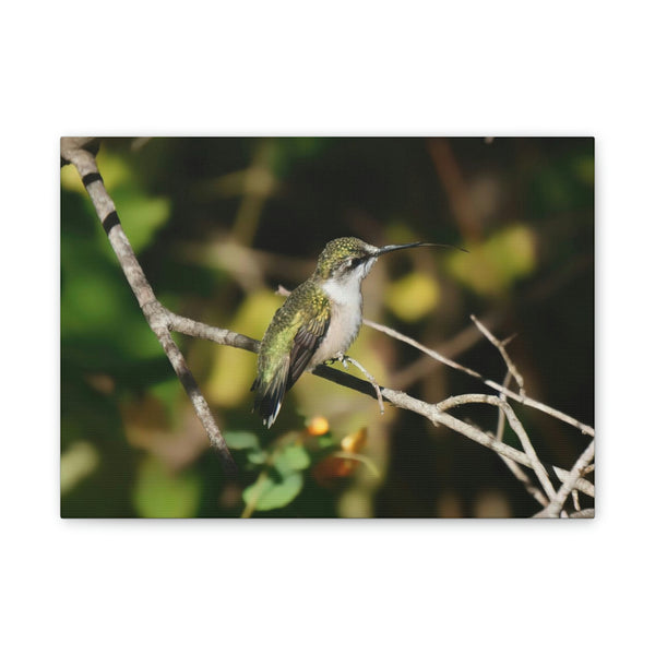 Tasting the Air Hummingbird Canvas Stretched, 0.75"