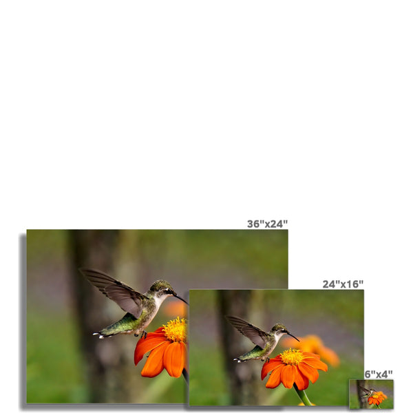 Hummingbird Orange Flower Fine Art Print