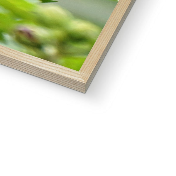 Hummingbird Buds Framed Print