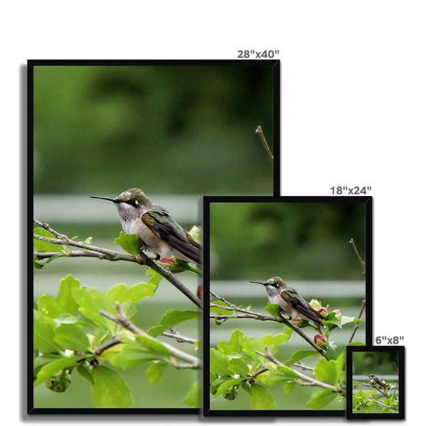 Hummingbird Buds Framed Print