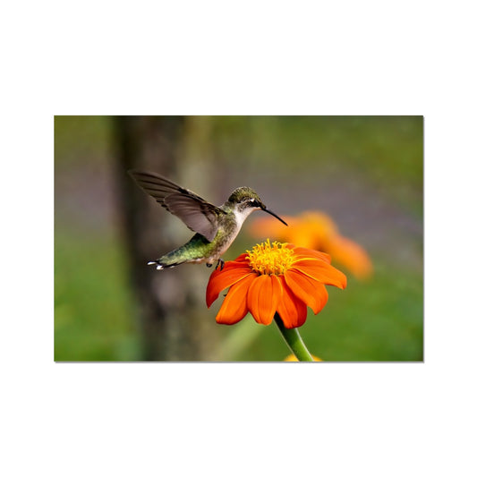 Hummingbird Orange Flower C-Type Print