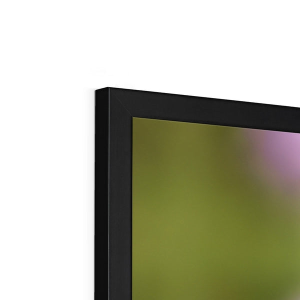 Flower Flame Hummingbird Framed Print