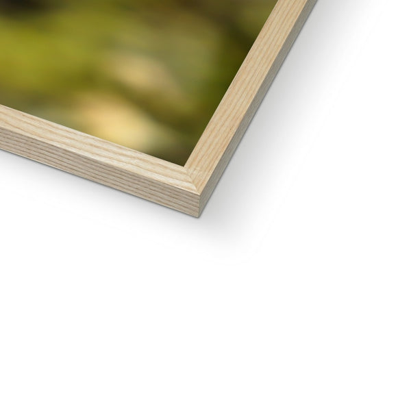 Hummingbird Stretch Framed Print