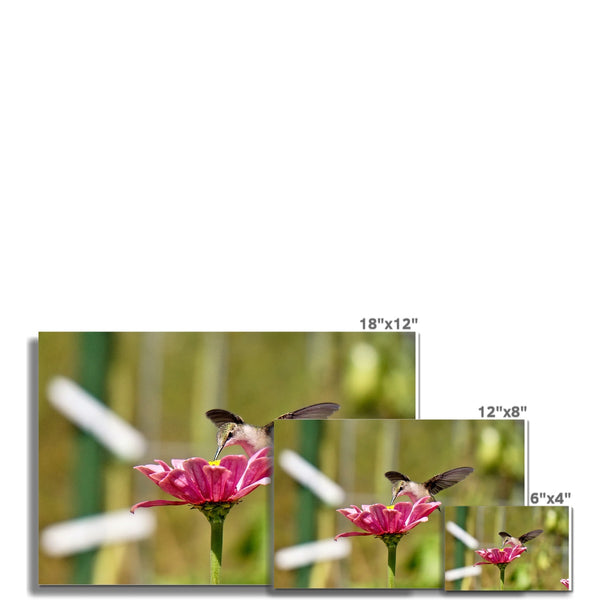 Hummingbird Hug C-Type Print