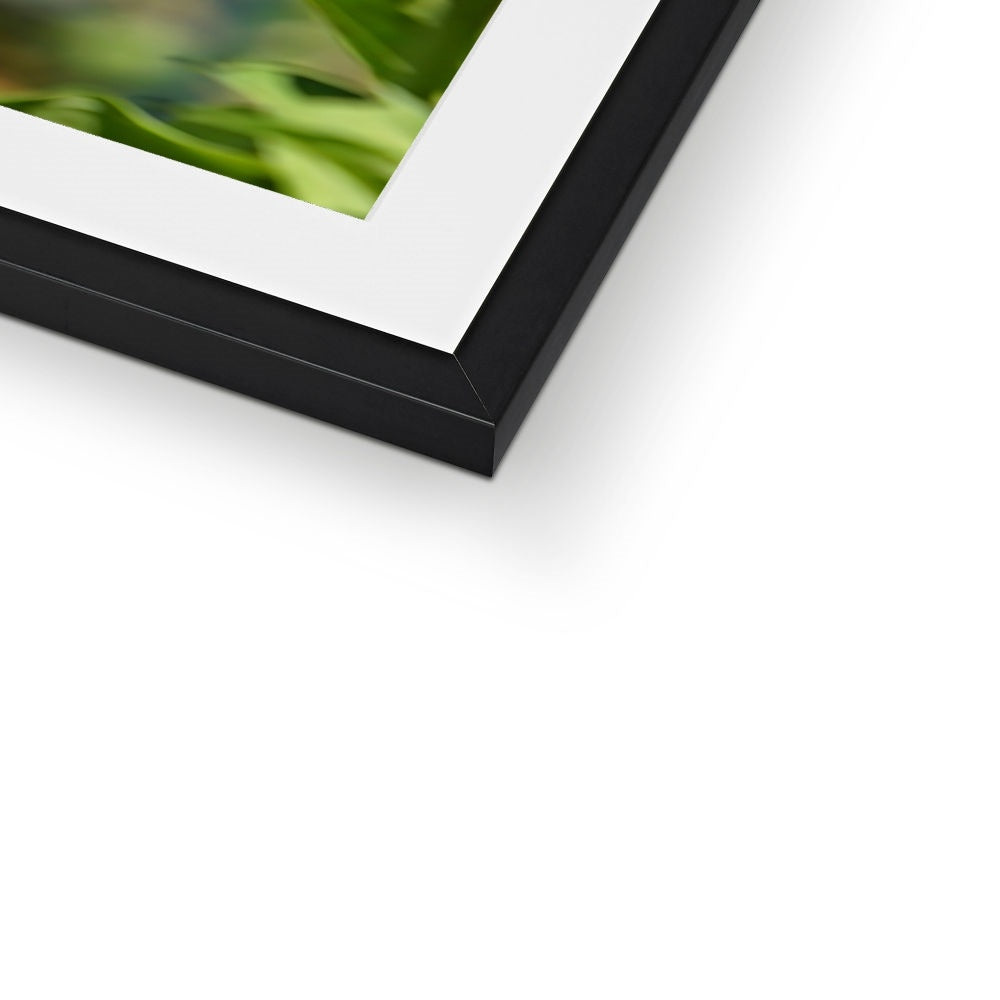 Hummingbird Hop Framed & Mounted Print