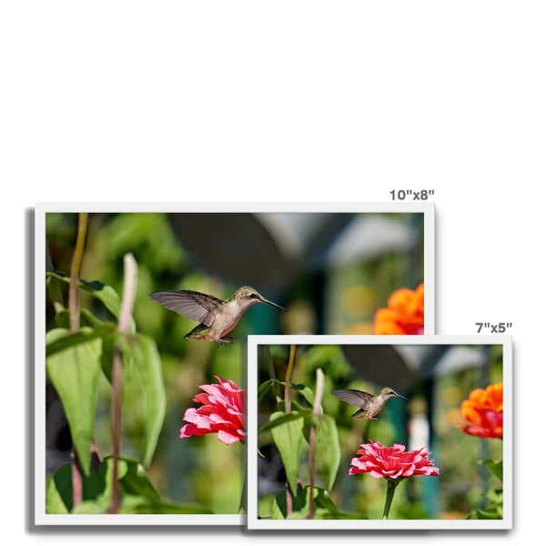 Hummingbird Hop Framed Photo Tile