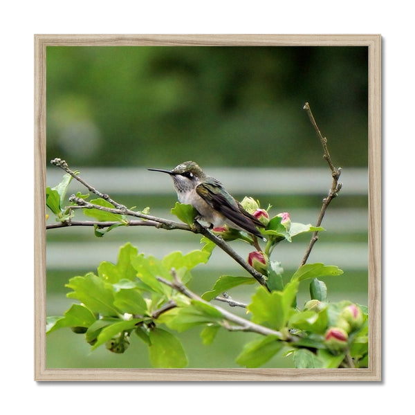 Hummingbird Buds Framed Print