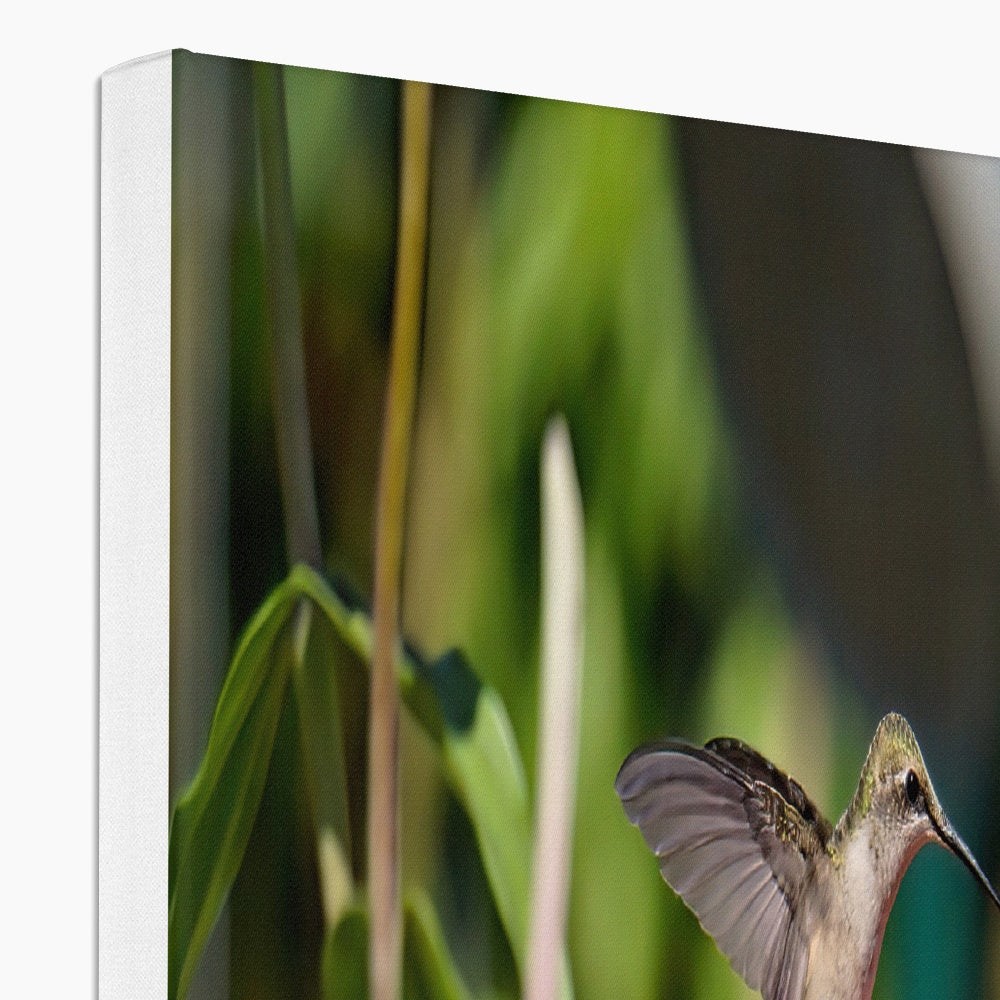 Hummingbird Hop Eco Canvas