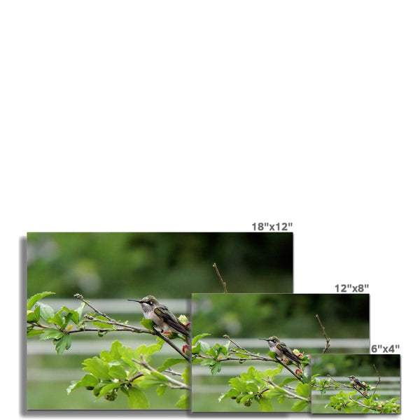 Hummingbird Buds C-Type Print