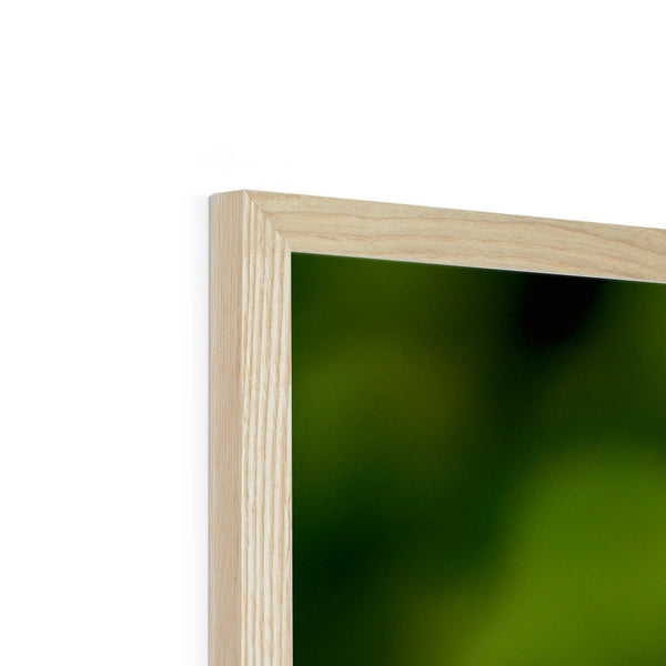 Snappy Light Hummingbirds Framed Print