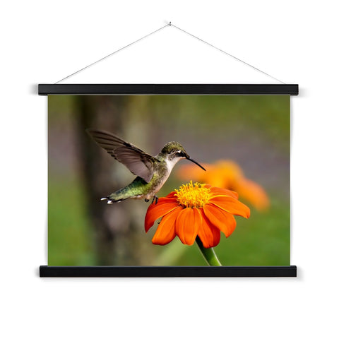 Hummingbird Orange Flower Fine Art Print with Hanger