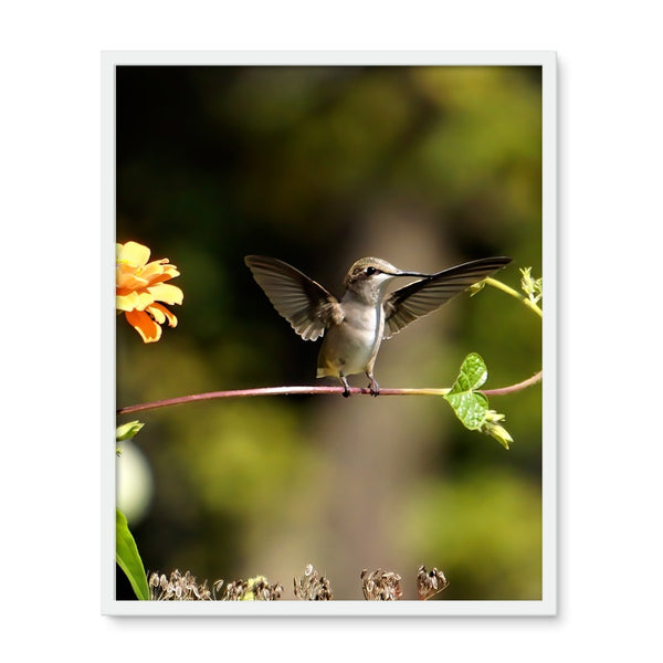 Hummingbird Stretch Framed Photo Tile