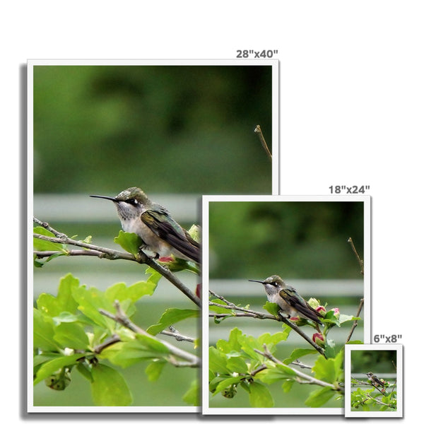 Hummingbird Buds Framed Print