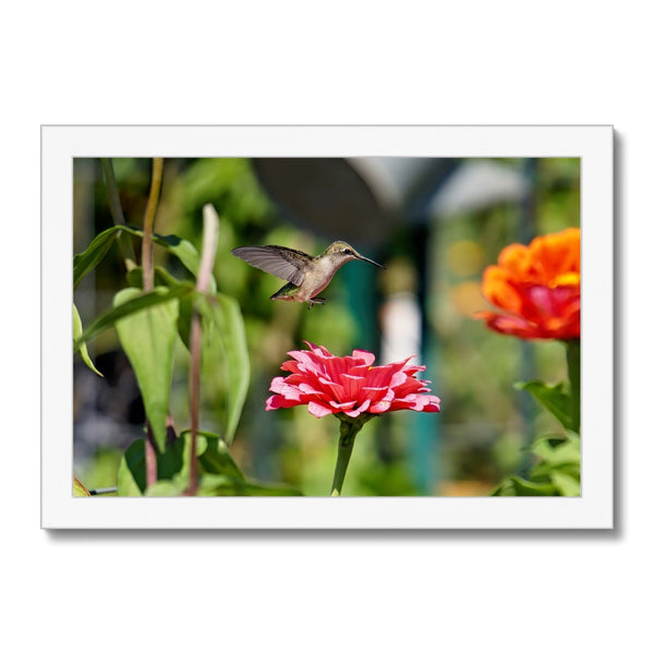 Hummingbird Hop Framed Print