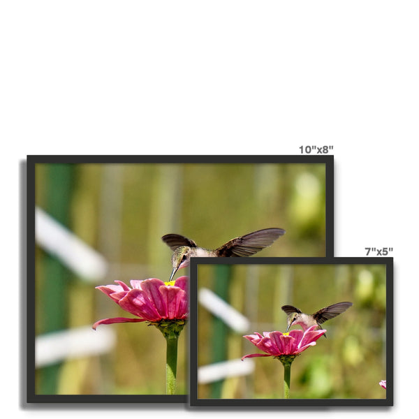 Hummingbird Hug Framed Photo Tile