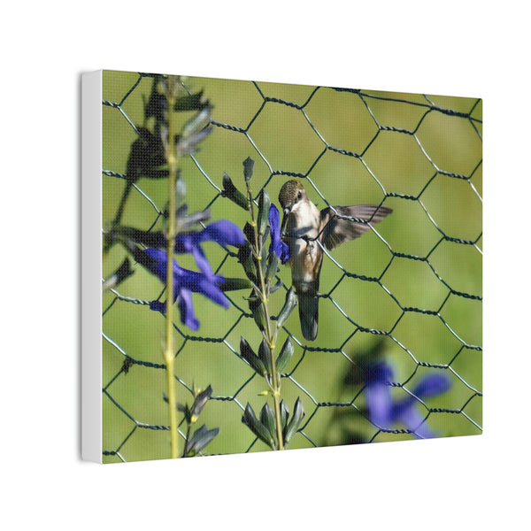 Fence Feeder Hummingbird Canvas Stretched, 0.75"