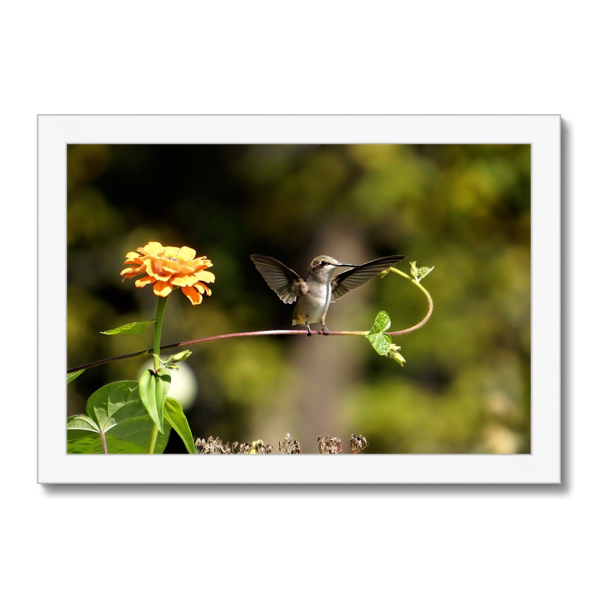 Hummingbird Stretch Framed Print