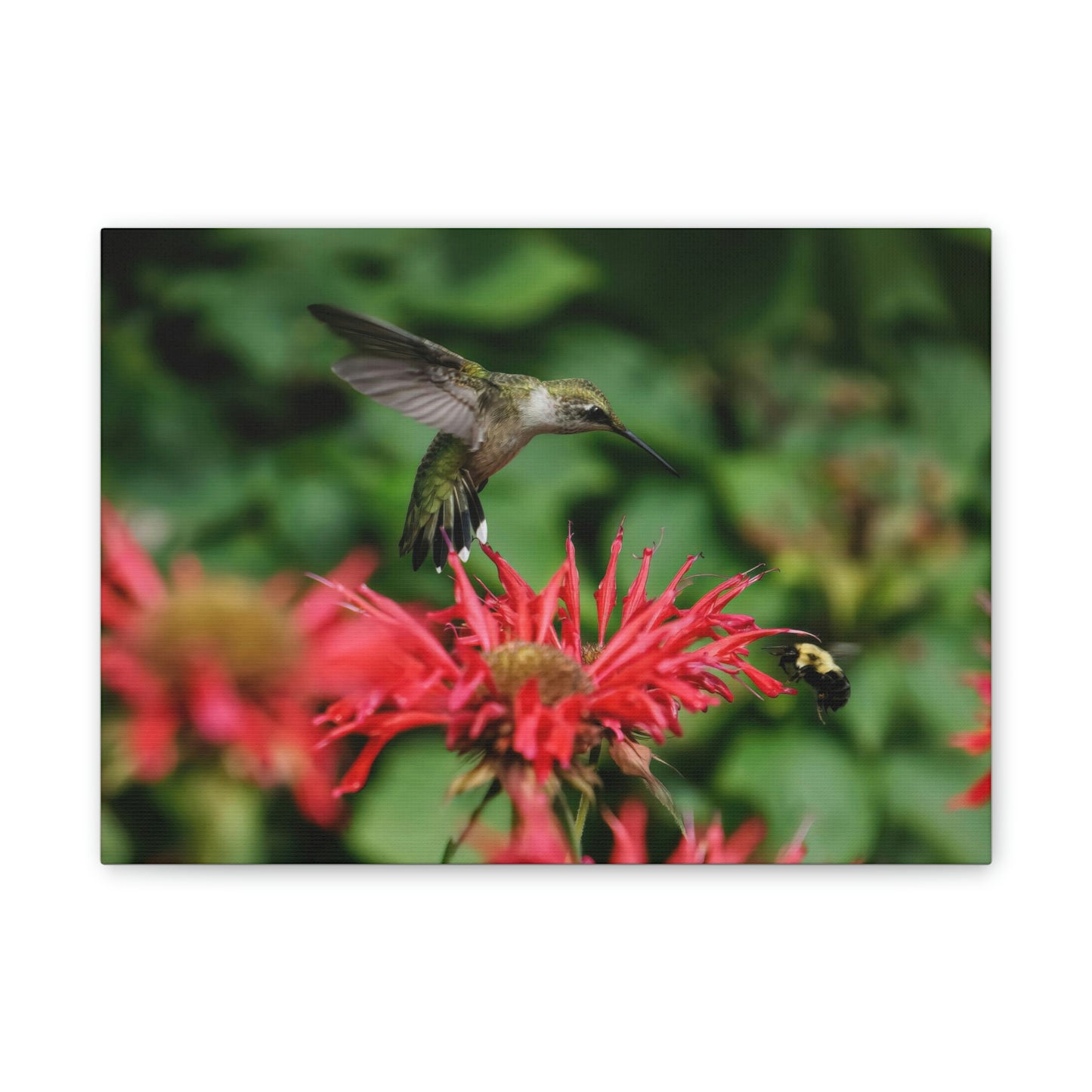 Hummingbird Stare Canvas Stretched, 0.75"