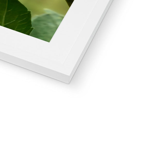 Flower Flame Hummingbird Framed & Mounted Print