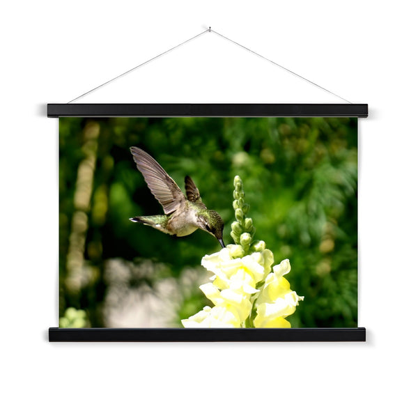 Snappy Light Hummingbirds Fine Art Print with Hanger