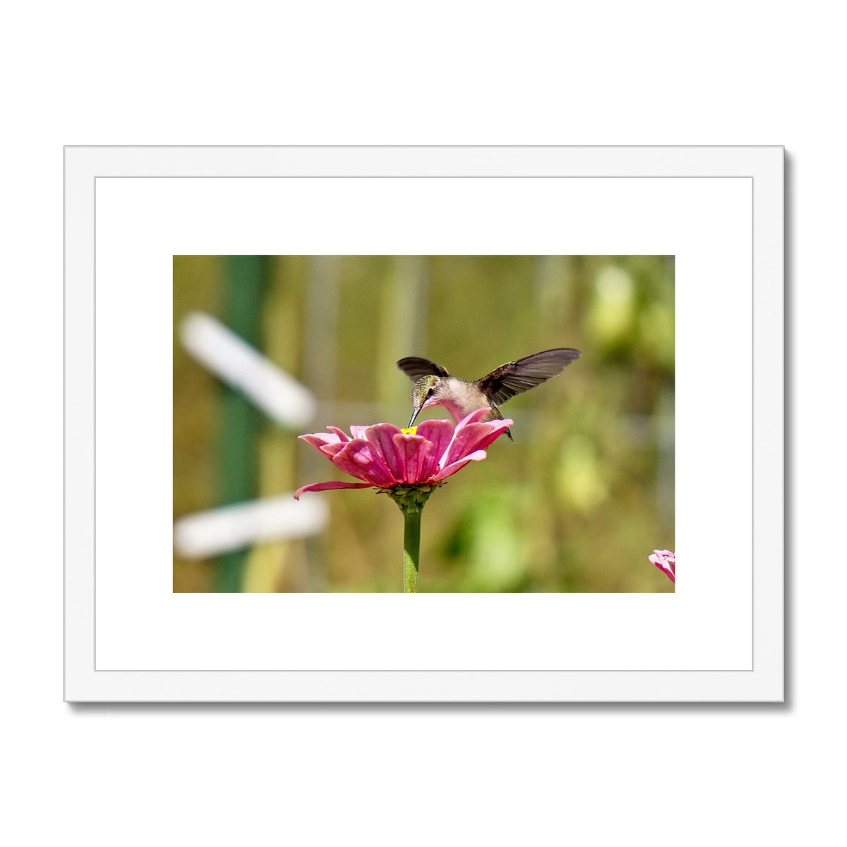 Hummingbird Hug Framed & Mounted Print